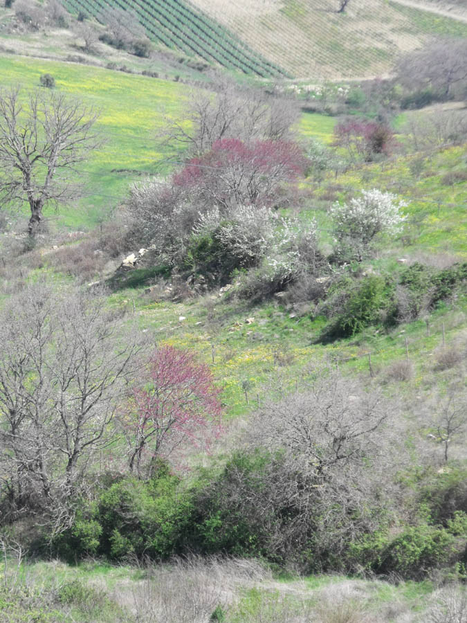 Cercis siliquastrum toscano